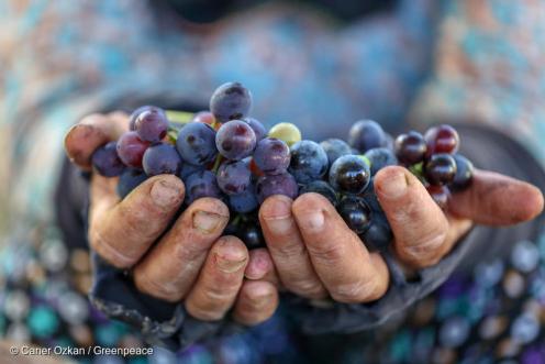 Rote Weintrauben aus Bio-Landbau