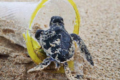 Meeresschildkröte mit Plasitk