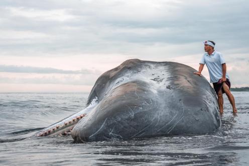  Dead Sperm Whale in Indonesian Coastline