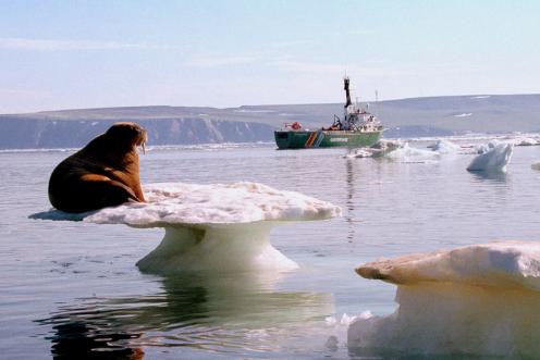 Teaser-Einzelfall-Walross-Arktis