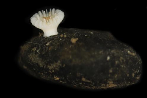 Tiefseekoralle auf einer Manganknolle (c) Bribiesca-Contreras et al, 2025 The National Oceanography Centre