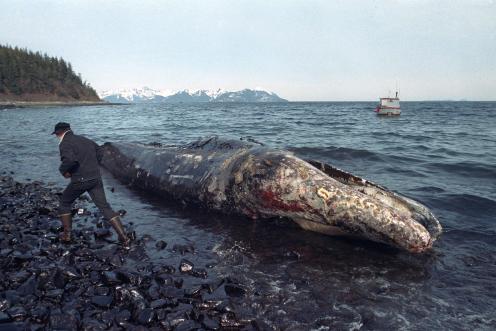 Öltanker Exxon Valdez - Verölter Grauwal liegt tot am Strand im Prince William Sound, Alaska
