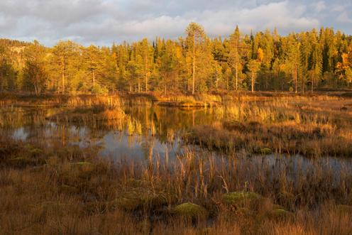 Sumpf im Mischwald, Oulanka Nationalpark in Finnland
