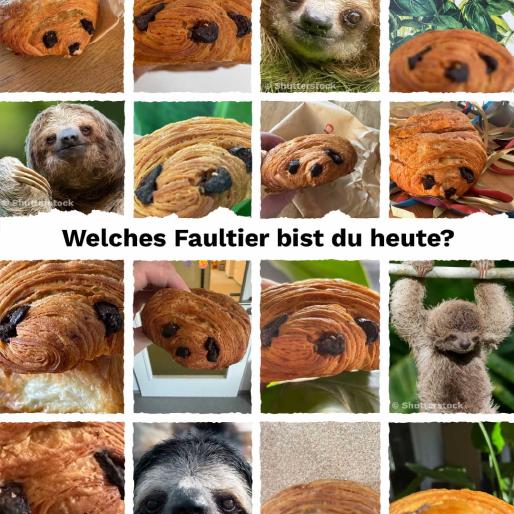 Faultiere oder Schocko