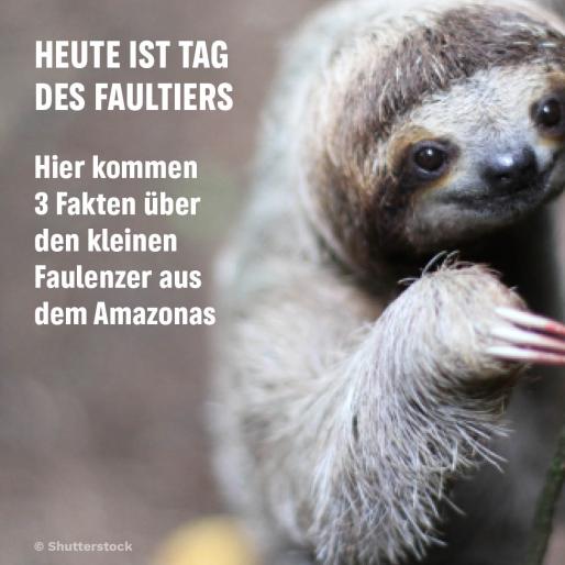 Ein bild von einem Faultier 