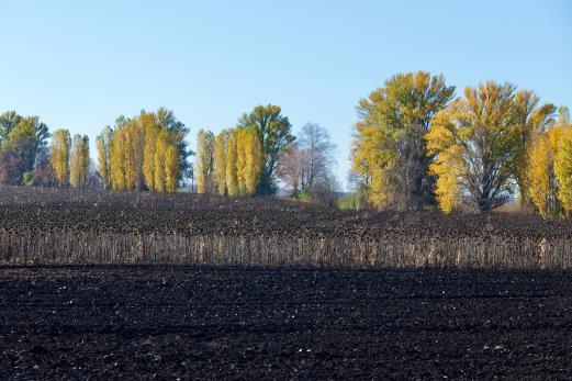 Schwarzes Sonnenblumenfeld