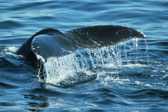 Walflosse ragt aus dem Ozean 