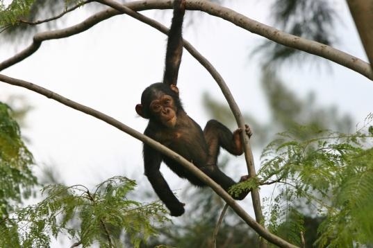 Young Chimpanzee in Congo