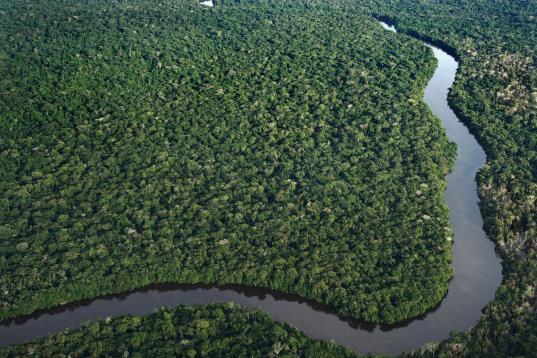 Der Amazonas aus der Luftperspektive 