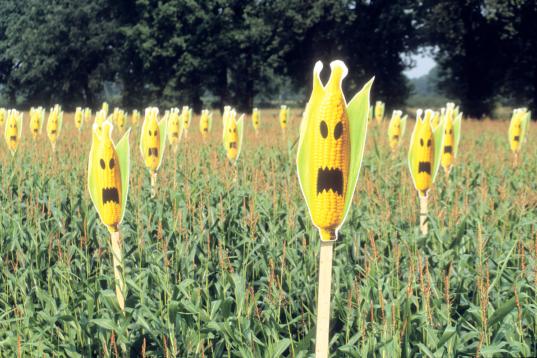 GE Protest against EU Seed Directive in Germany