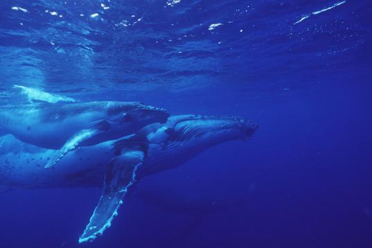 Zwei Buckelwale im Pazifik
