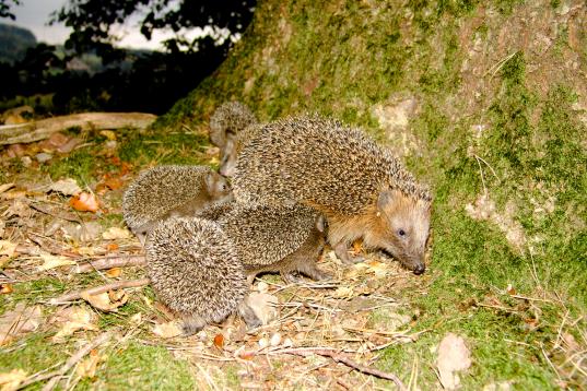 Hedgehog Family in Spessart Mountains