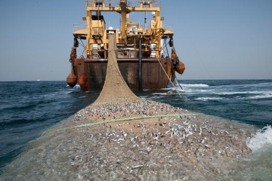 Ein Supertrawler zieht ein riesiges Fangnetz mit tausenden Fischen vor der Küste Westafrikas hinter sich her. 