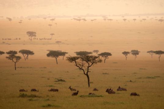 Landscape in the Savanna in Kenya