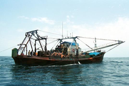Trawler Pardela fischt in der AWZ Guineas (Wirtschaftsausschlusszone).