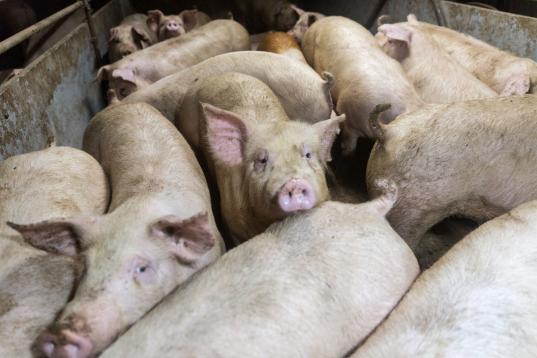 Schweinestall in Deutschland. Schweine auf Spaltenböden. Viehhaltung in engen Boxen.