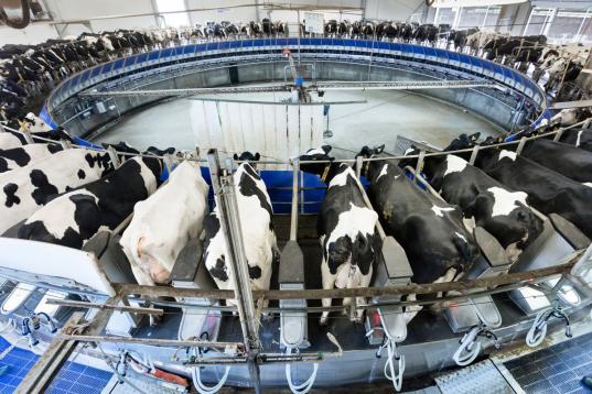 Vollautomatisches Melken in Mecklenburg-Vorpommern: Etwa 70 Kühe werden gleichzeitig auf einem Melkkarussell gemolken.