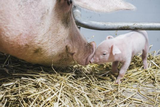 Pigs at Ecological Farm in Westerau, Germany