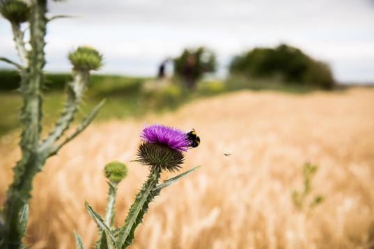 Blume mit Biene am Rande eines Getreidefeldes