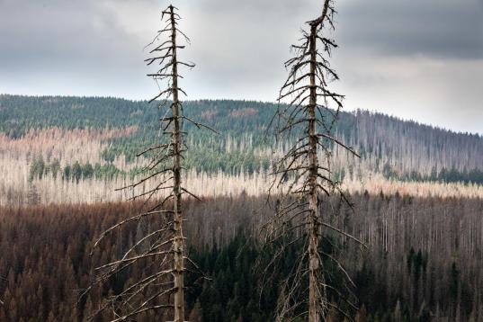 Walddürre im Harz in Deutschland: Vor allem Nadelbäume wie Kiefern und Fichten sterben ab. Borkenkäfer befallen die Bäume im Nationalpark Harz