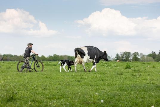 Björn Scherhorn geht ein Fahrrad schiebend auf einer Weide hinter einer Kuh mit Kalb