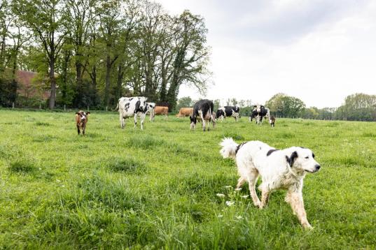 Kühe auf der Weide, im Vordergrund ein weißer Hund mit schwarzen Flecken
