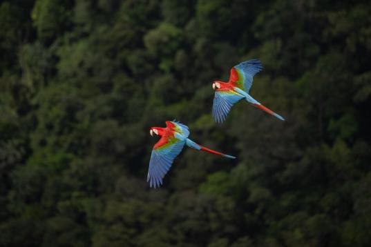 Macaws Flying over Valley in Serra do Aracá, Brazil