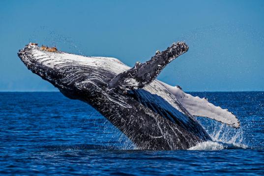 Humpback Whale in the Great Barrier Reef