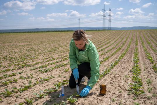 Untersuchung von Pestiziden in Zuckerrüben in Deutschland