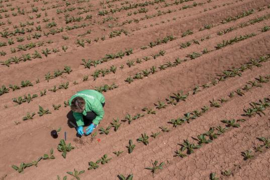 Recherche nach Pestiziden in Zuckerrüben. Greenpeace-Expertin Leah Petersen nimmt Proben auf einem Feld in Nordrhein Westfalen.