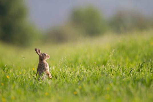 Hare in the Belgian Ardennes