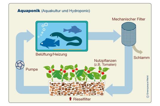 Die Aquaponik ist eine Kombination aus Aquakultur und Hydroponic (Pflanzenanbau ohne Erde)