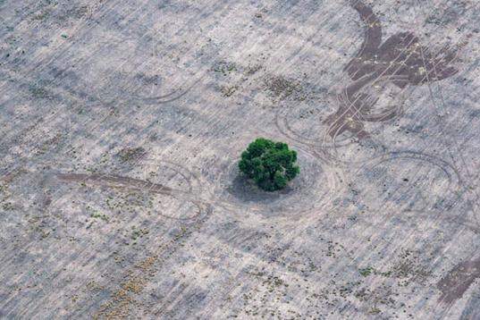 Entwaldete Fläche in Argentinien, in der Mitte steht ein Baum