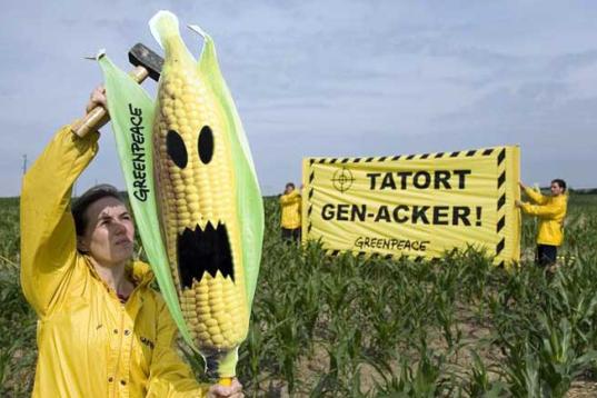 15 Greenpeace-Aktivisten haben einen illegalen Gen-Mais-Acker in Brandenburg markiert und Strafanzeige gegen den Landwirt Joerg Piprek gestellt.