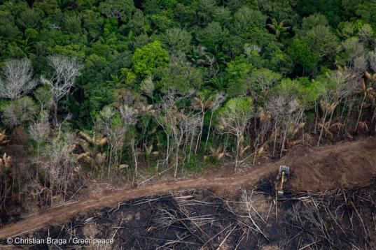 Luftaufnahme von tropischem Regenwald, der abgeholzt wird