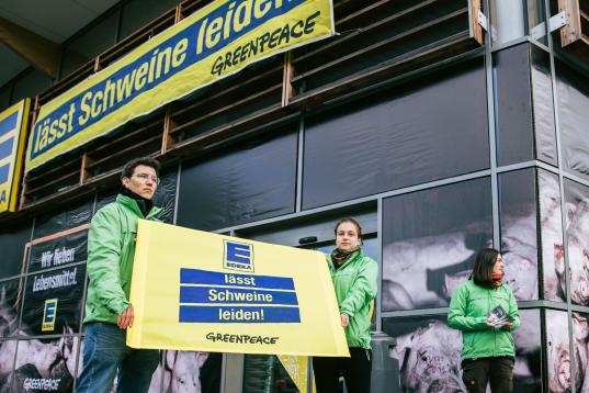 Aktivisten verwandeln einen Edeka-Markt optisch in einen konventionellen Schweinestall. Großflächig auf die Fenster geklebte Fotos zeigen Tiere in verdreckten, engen Ställen mit Spaltenböden.