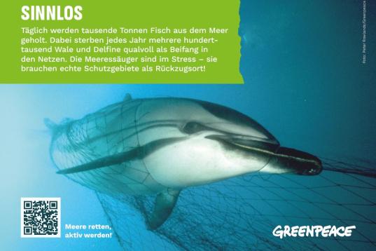 Ein Delfin in einem Netz gefangen - sinnloser Beifang