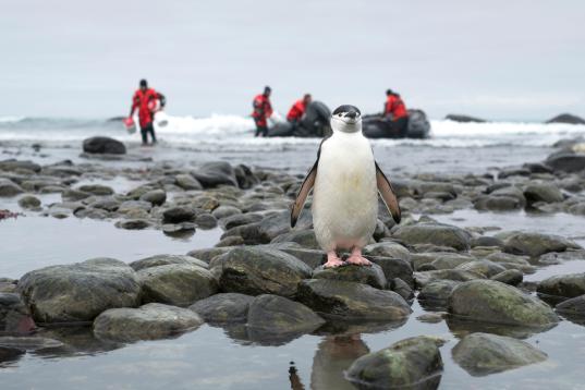Pinguin auf Elephant Island mit Helfern im Hintergrund