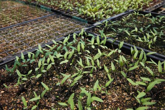 GP1SUQSD Urban Ecological Farming in Auckland