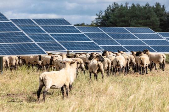 Schafe stehen in der Landschaft, im Hintergrund stehen Solarmodule.