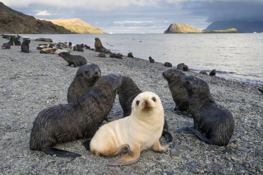 Leuzistisches (blondes) Antarktisches Seebären-Jungtier, Stromnes Bay, Südgeorgien. 