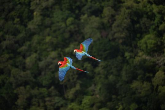 Ara Parrots in Brazilian Rainforest 