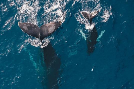 Zwei Wale und ihre Fluken an der Meeresoberfläche