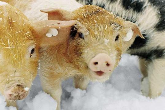 Das Rotbunte Husumer Schwein - drei Ferkel im Schnee