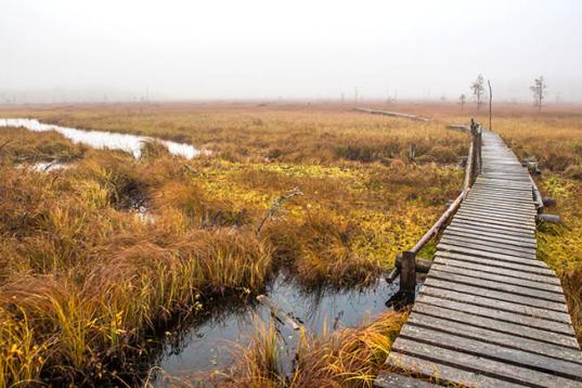 Sumpf im Vodlozero National Park in Russland