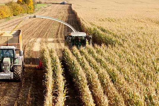 Maisernte in Norddeutschland: Mit Erntemaschinen und Maishäcksler werden Maispflanzen geschnitten, verarbeitet und auf Lastwagen geladen.
