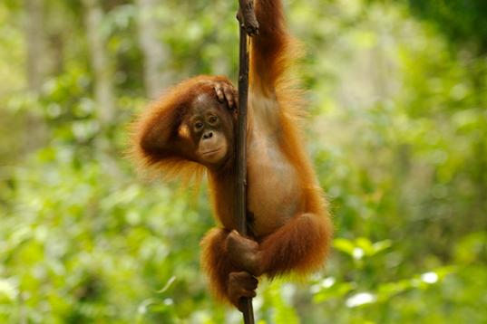 Junger Orang-Utan klettert in Kalimantan auf Borneo an einer Liane.