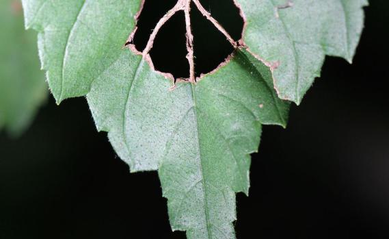 Natural Leaf Peace Sign