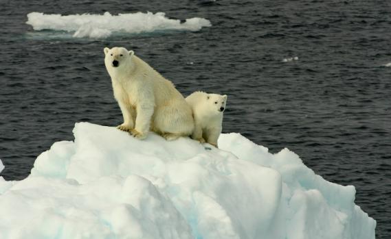 Eisbären in der Arktis
