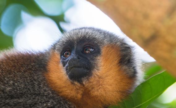 Springaffe im Amazonas-Regenwald